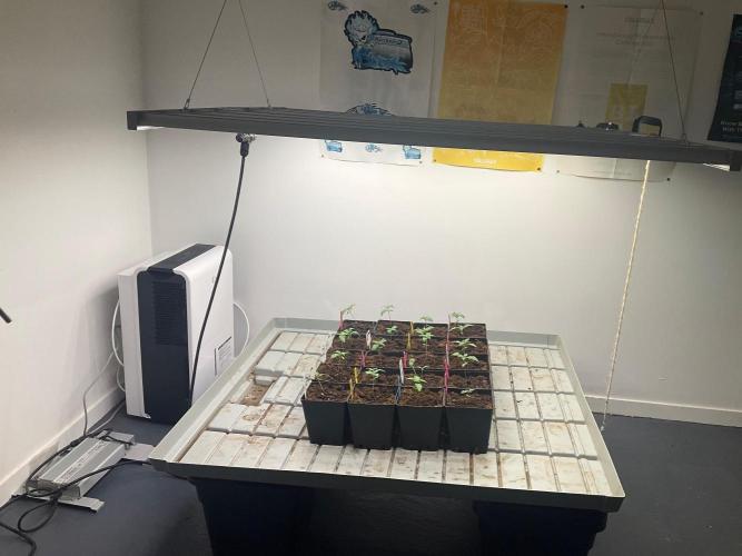 Ams-K Lemon. Week 1