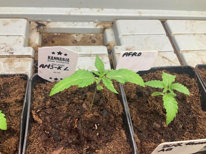 Kannabia Seed Company. Week 1