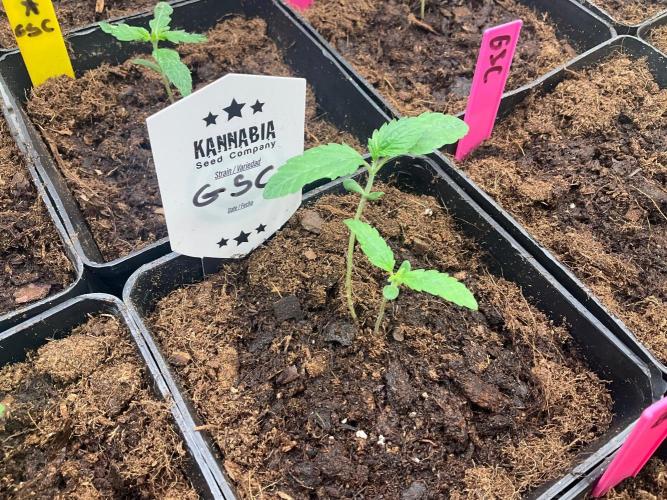 Kannabia Seed Company. Week 1