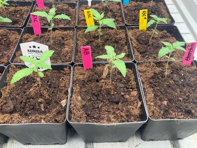 Kannabia Seed Company. Week 1