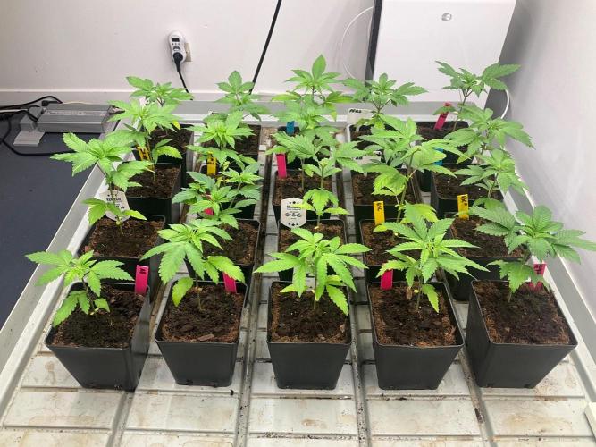 Kannabia Seed Company. Week 3
