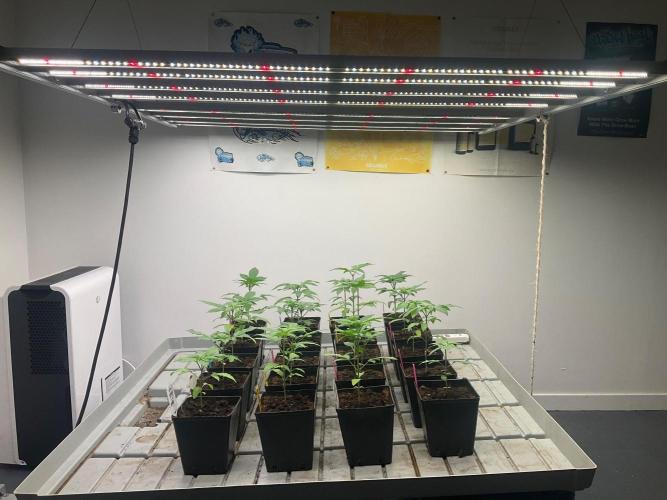 Apple and Bananas. Week 3