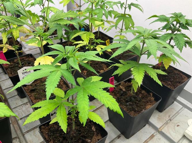 Kannabia Seed Company. Week 4