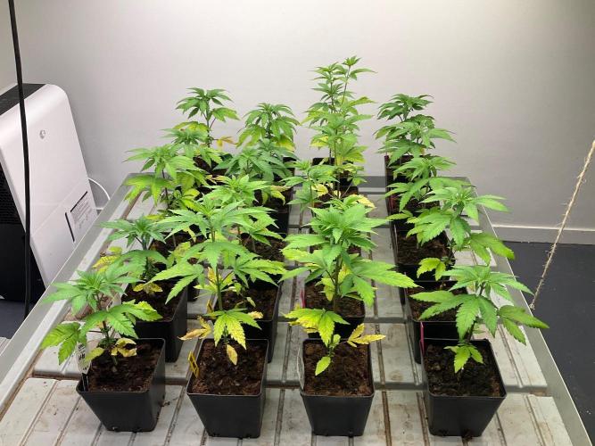 Afrodite. Week 4