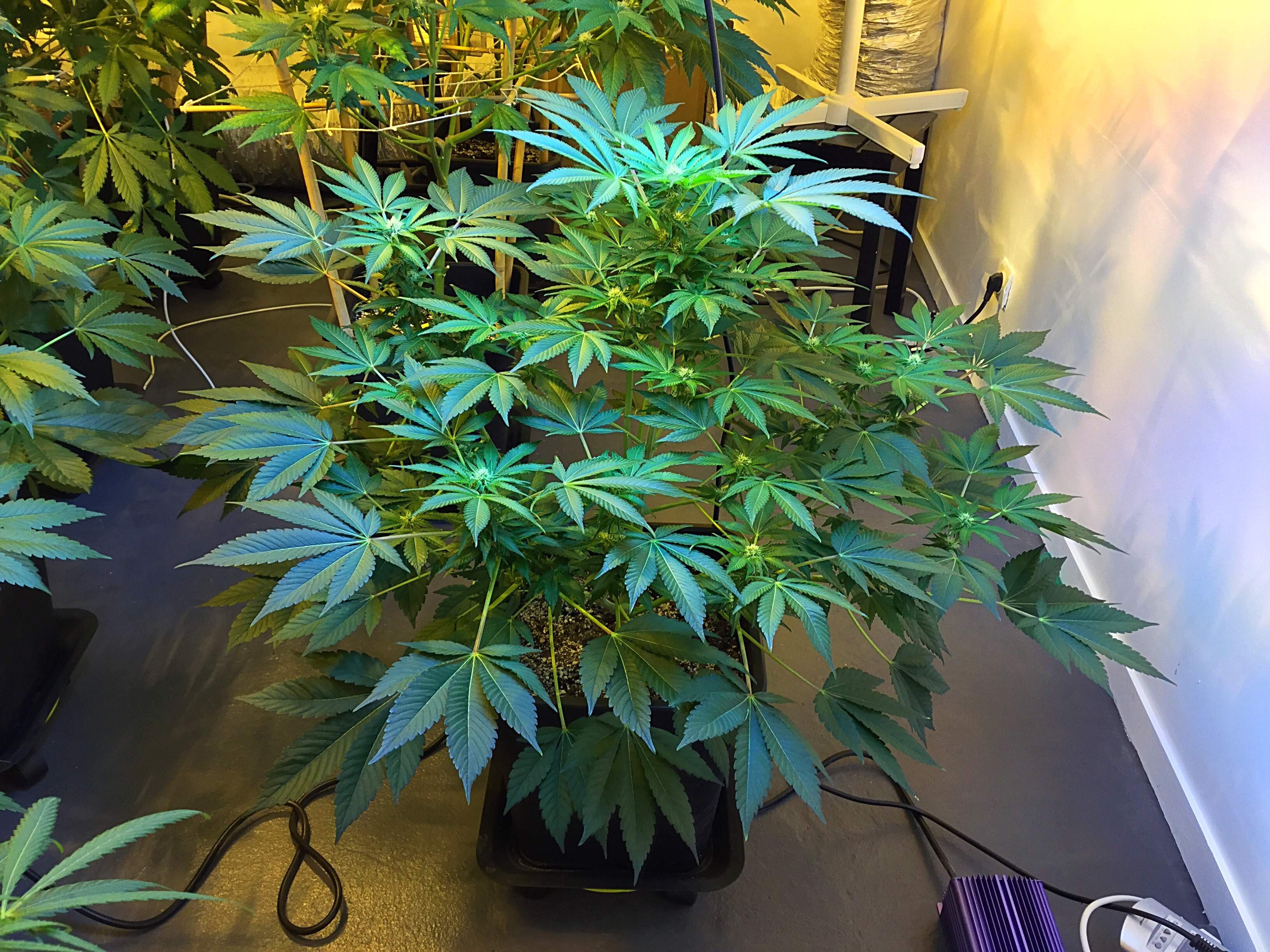 The Cali Connection Girls Scout Cookies grow diary (journal) week12 by