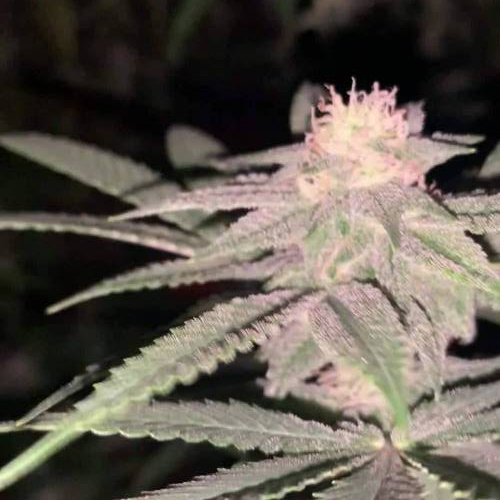 Platinum cookies