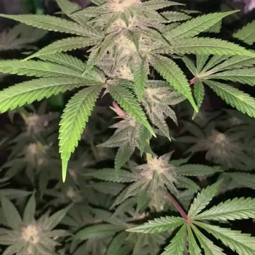 Platinum cookies