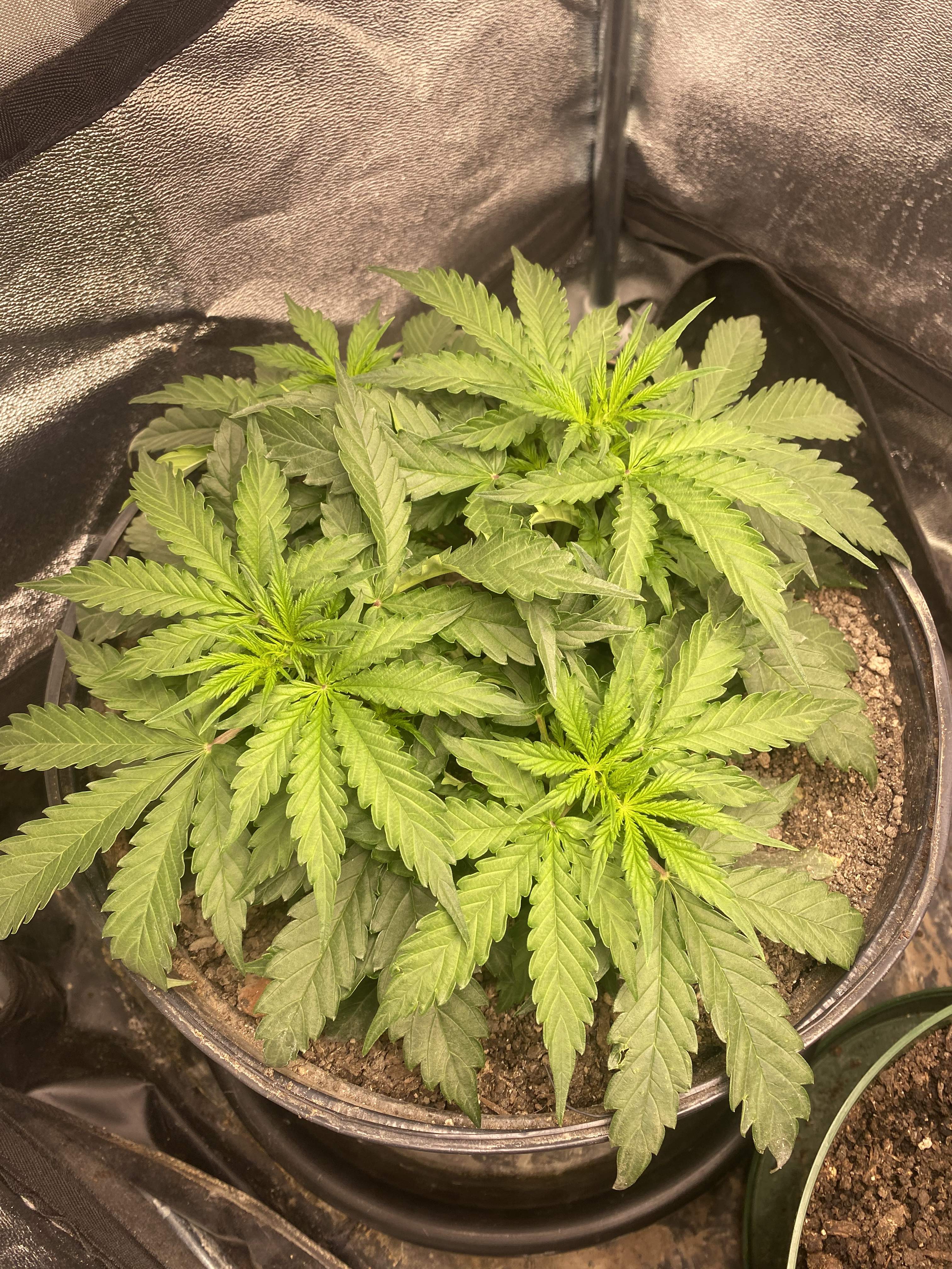 Barney's Farm Pineapple Express Auto grow diary (journal) week4 by