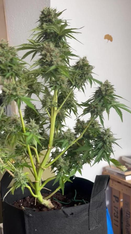 Autoflo RQS special queen 1 and do-si-dos