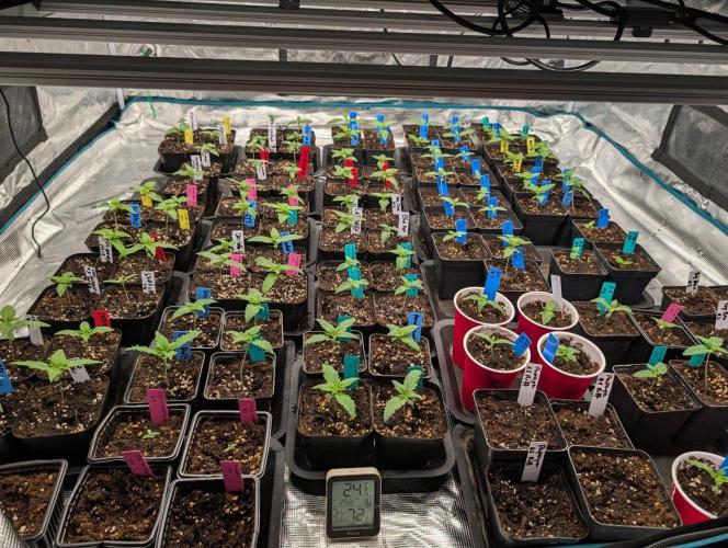 Annabelles Garden - Biotabs - Selection. Week 2