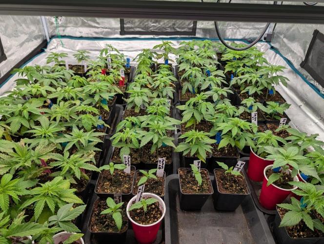 Annabelles Garden - Biotabs - Selection. Week 3
