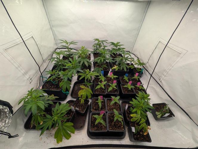 9x Clone Only in 3x3 Powered by BIOTABS. Week 1