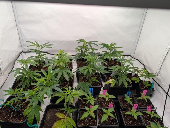 9x Clone Only in 3x3 Powered by BIOTABS. Week 1