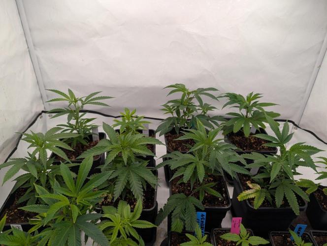 9x Clone Only in 3x3 Powered by BIOTABS. Week 1