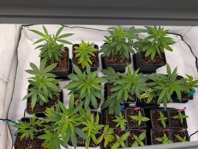9x Clone Only in 3x3 Powered by BIOTABS. Week 1