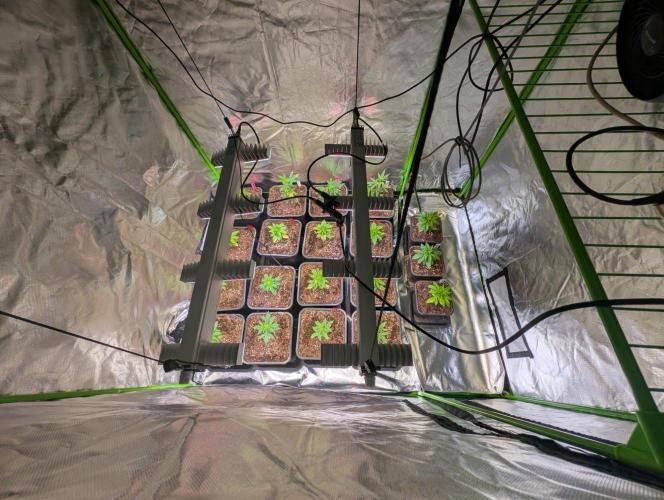 Annabelle's Garden Grow - by Biotabs!. Week 3