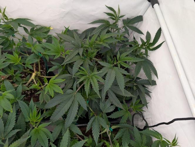 9x Clone Only in 3x3 Powered by BIOTABS. Week 3 - Apples & Bananas - Breeder Cut - Compound Genetics