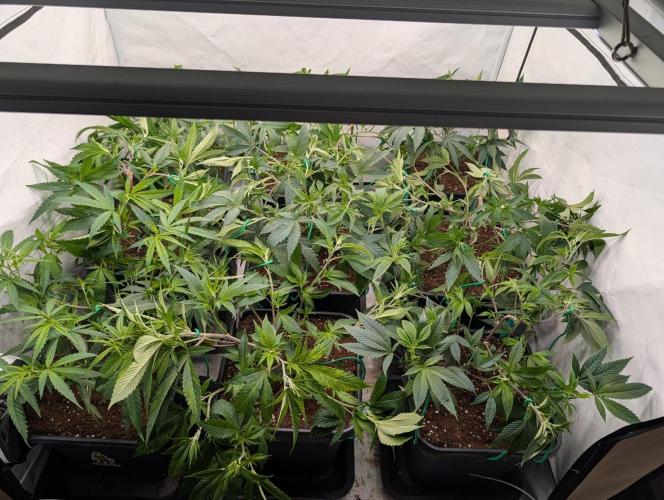 9x Clone Only in 3x3 Powered by BIOTABS. Week 3