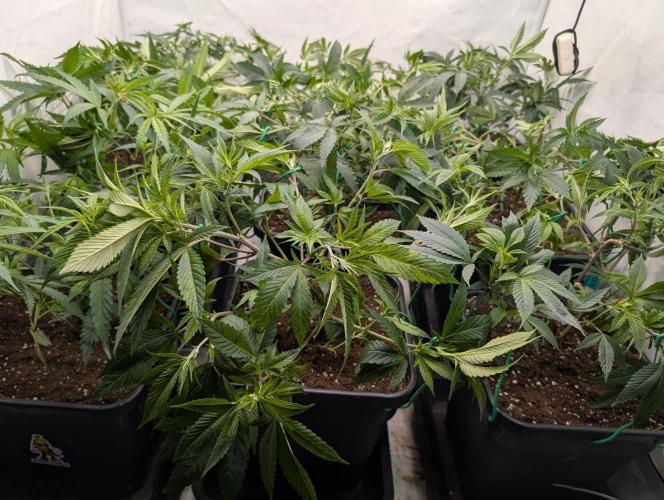 9x Clone Only in 3x3 Powered by BIOTABS. Week 3 - After training