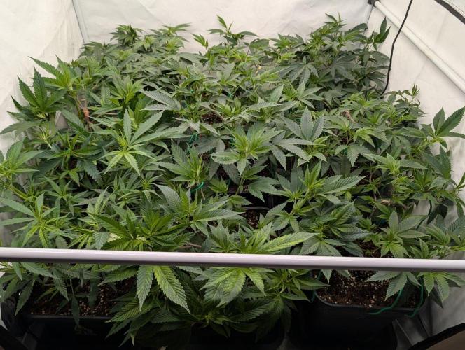 9x Clone Only in 3x3 Powered by BIOTABS. Week 3 - 20 hours later