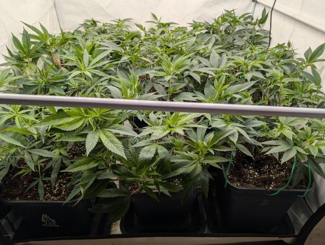 9x Clone Only in 3x3 Powered by BIOTABS. Week 3 - 20 hours later