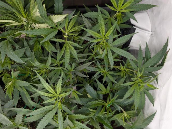 9x Clone Only in 3x3 Powered by BIOTABS. Week 3 - Aladdin's Skunk - Clone Only from Khalifa Genetics