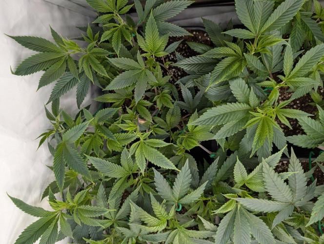 9x Clone Only in 3x3 Powered by BIOTABS. Week 3 - Original Diesel - Legendary Heirloom Clone Only