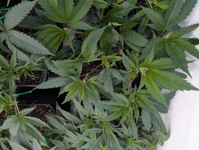 9x Clone Only in 3x3 Powered by BIOTABS. Week 3 - White Truffle (Gorilla Butter F2) - Clone Only