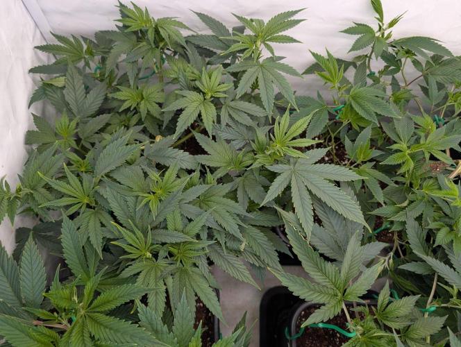 9x Clone Only in 3x3 Powered by BIOTABS. Week 3