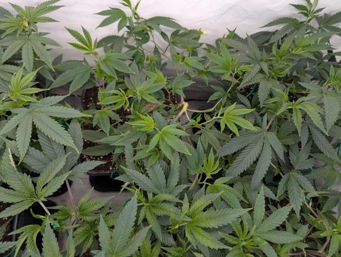 9x Clone Only in 3x3 Powered by BIOTABS. Week 3