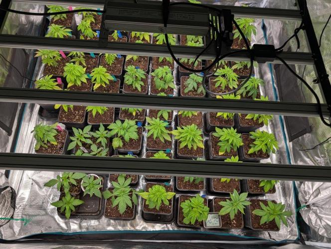 Annabelles Garden - Biotabs - Selection. Week 4