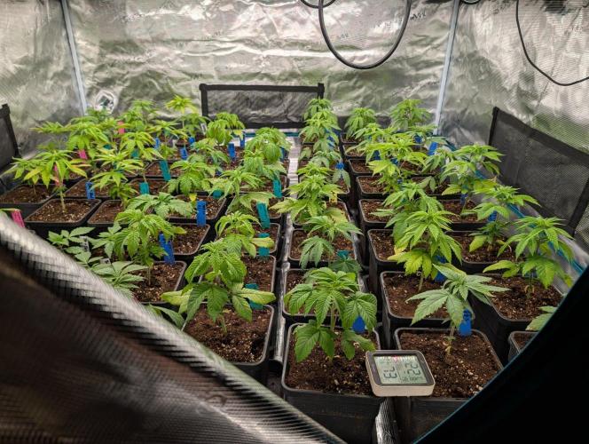 Annabelles Garden - Biotabs - Selection. Week 4