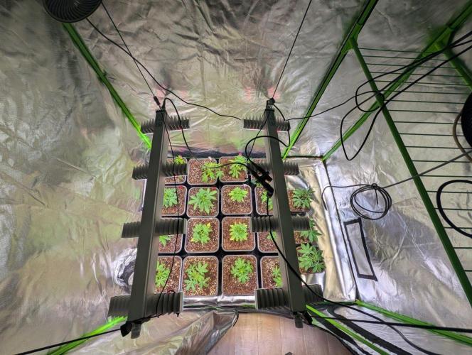 Annabelle's Garden Grow - by Biotabs!. Week 4