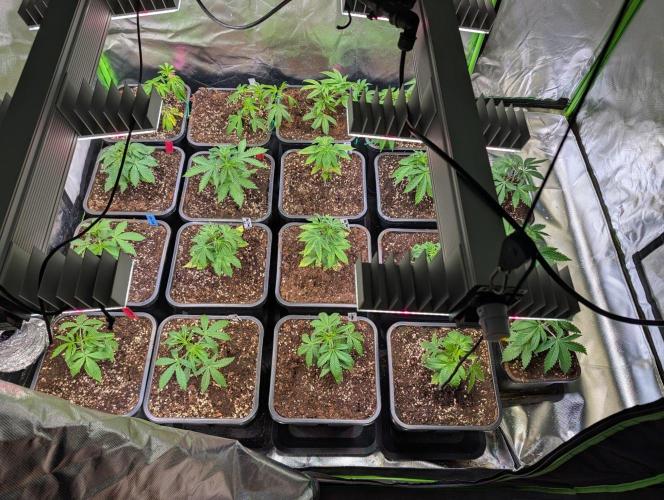 Annabelle's Garden Grow - by Biotabs!. Week 4