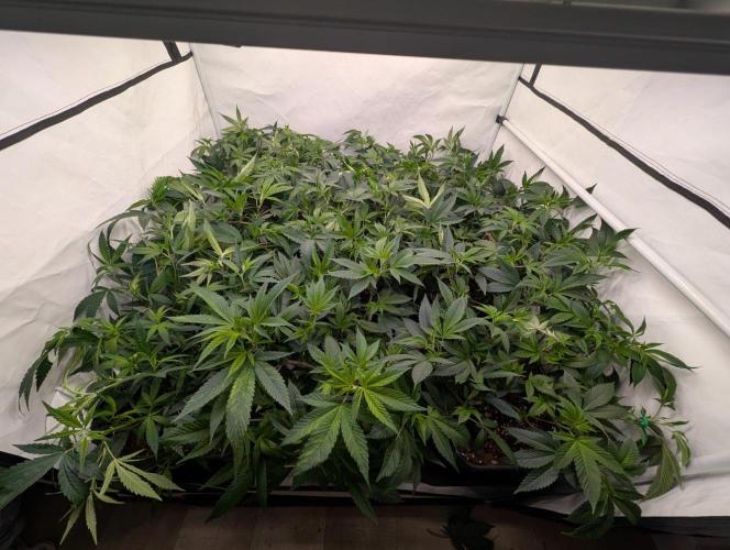 9x Clone Only in 3x3 Powered by BIOTABS. Week 4