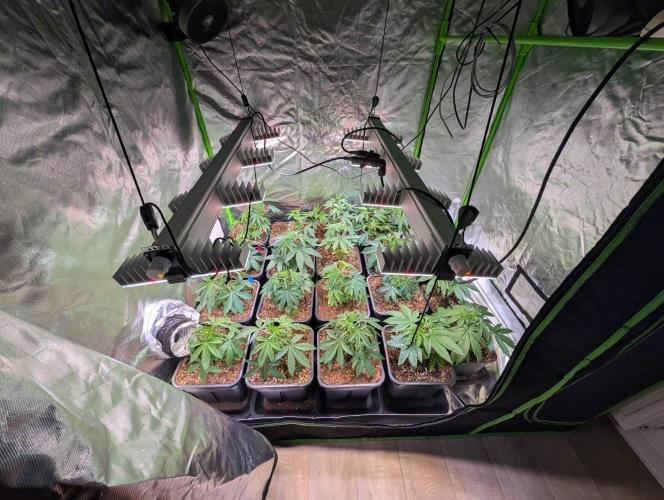 Annabelle's Garden Grow - by Biotabs!. Week 5