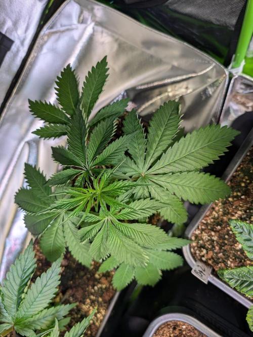 Annabelle's Garden Grow - by Biotabs!. Week 5