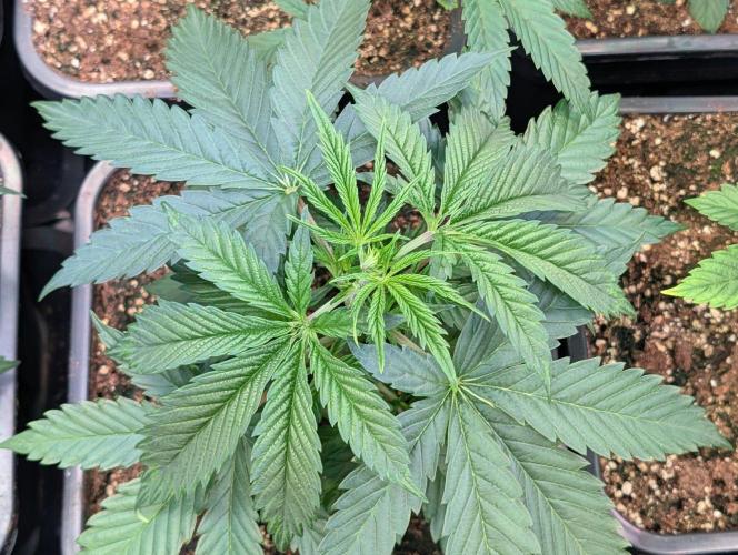 Annabelle's Garden Grow - by Biotabs!. Week 5 - Alien Cookies F3