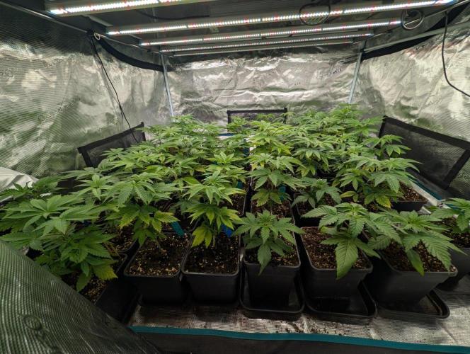 Annabelles Garden - Biotabs - Selection. Week 5