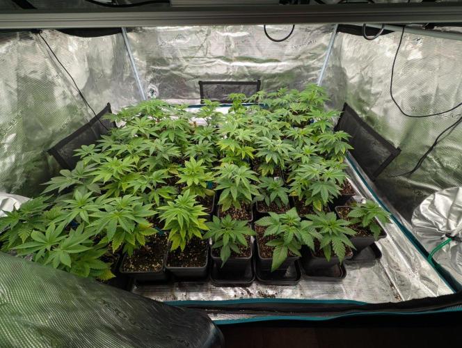 Annabelles Garden - Biotabs - Selection. Week 5