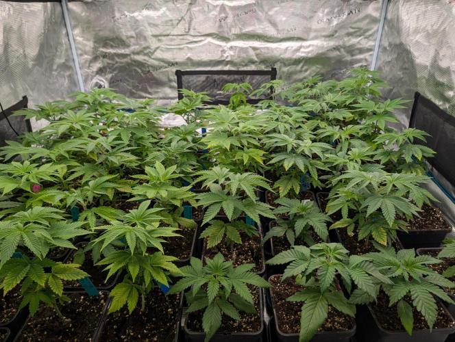 Annabelles Garden - Biotabs - Selection. Week 5