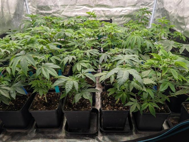 Annabelles Garden - Biotabs - Selection. Week 6