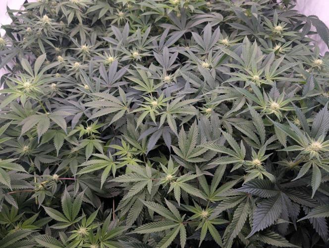 9x Clone Only in 3x3 Powered by BIOTABS. Week 7