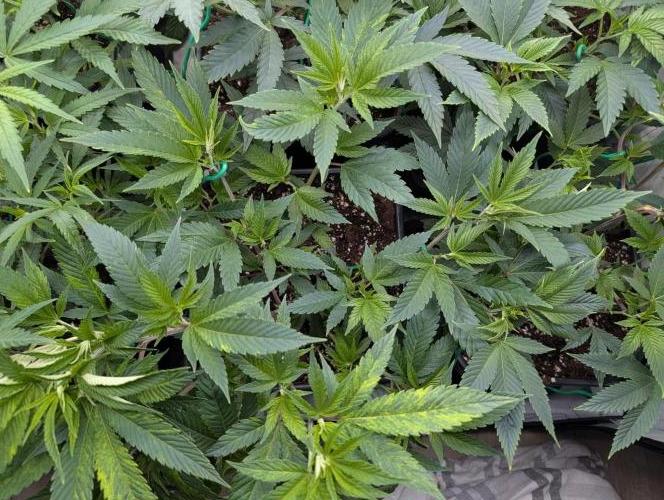 9x Clone Only in 3x3 Powered by BIOTABS. Week 3 - Chem D - Legendary Heirloom Clone Only
