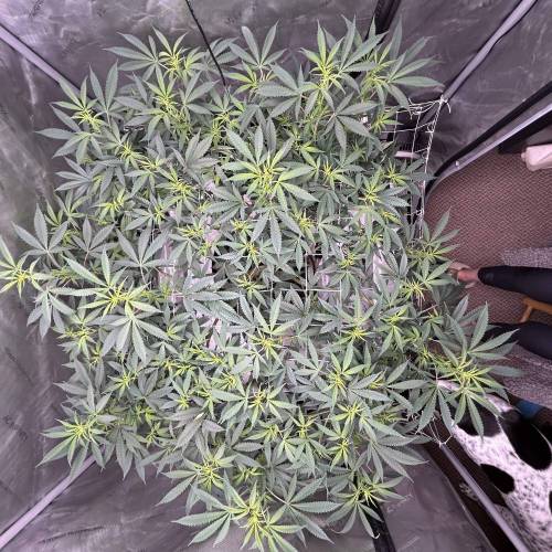 Mother Gorilla. Week 2