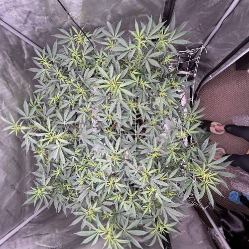 Mother Gorilla. Week 2