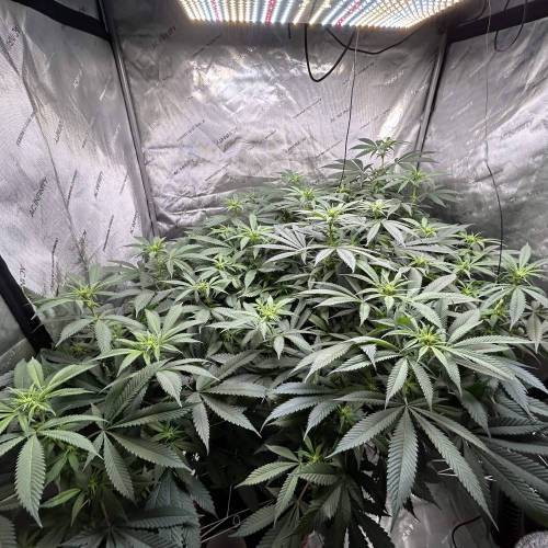 Mother Gorilla. Week 2