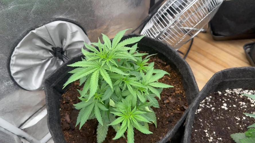 Grow of Summer 25
