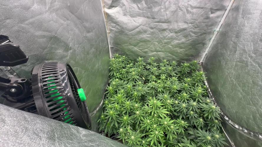 Grow of Summer 25
