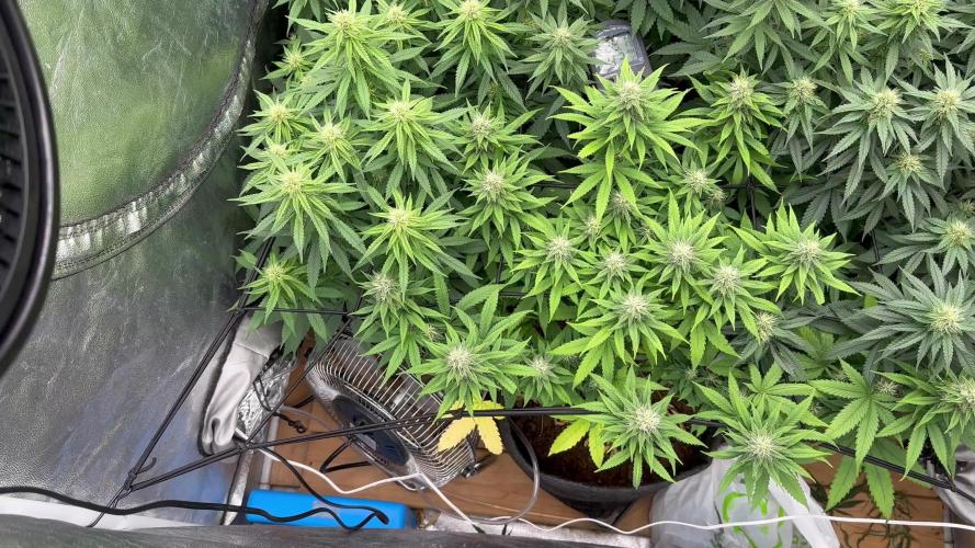 Grow of Summer 25
